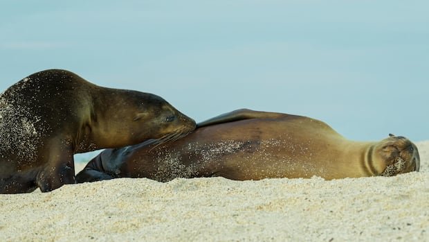 “Galápagos Sea Lions’ Surprising ‘Supersuckling’ Behavior Revealed”