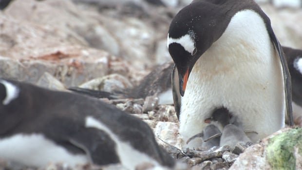 “Penguins in Antarctica Adapting to Climate Change”