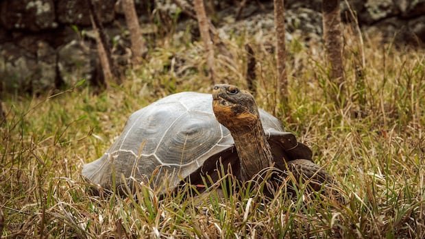“Triumphant Return: Giant Tortoises Reintroduced to Galápagos Island”
