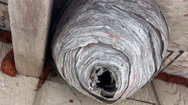 “Nova Scotia Researchers Seek Abandoned Wasp Nests for Heavy Metal Study”