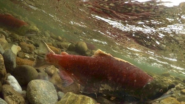 “Low Snowpack Threatens Vancouver Island Salmon”