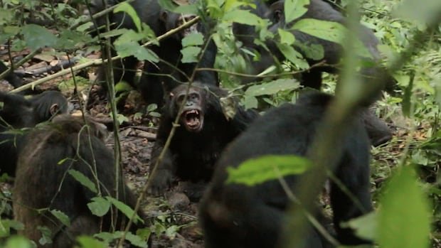 Chimpanzee Conflict Escalates in Uganda’s Ngogo Group