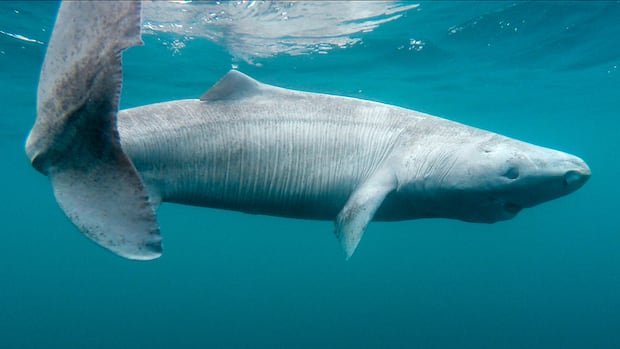 “Rare Greenland Shark Washes Up in Ireland, Thrilling Researchers”