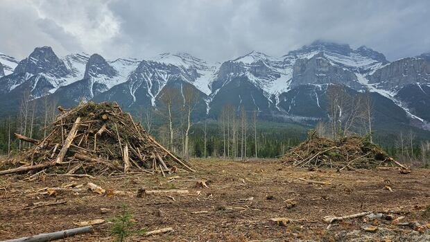“Fireguards Enhance Wildlife Safety in Alberta’s Forests”