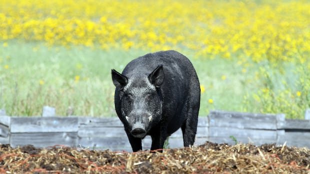 “AI-Enhanced Thermal Drones Combat Wild Boar Threat”