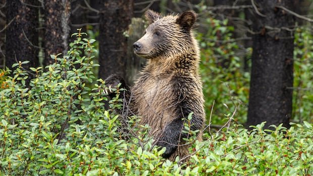 “Conservationists Challenge Calls for Grizzly Bear Hunting”