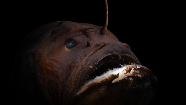“New Study Reveals Dual Purpose of Anglerfish Lures”