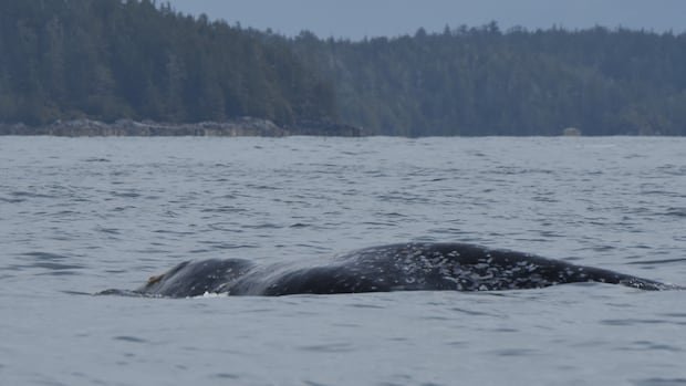 “Grey Whale Deaths Surge in British Columbia”