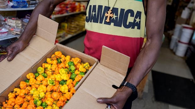 “Jamaican Scotch Bonnet Pepper Shortage Sparks Global Concern”