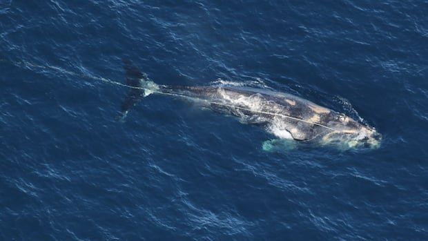 First North Atlantic Right Whale Fatality of 2026 Sparks Conservation Concerns