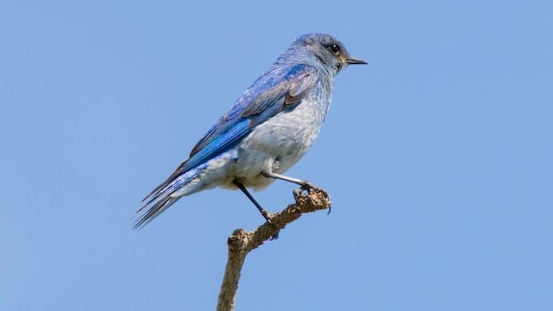 “Canadian Prairie Mountain Bluebird Population Declining Rapidly”