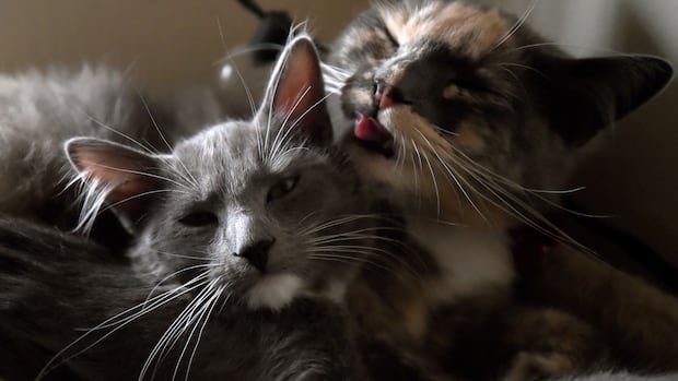 “Cat Study Reveals Complex Dynamics of Allogrooming”