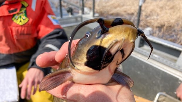 “First Transmissible Fish Cancer Found in Catfish”