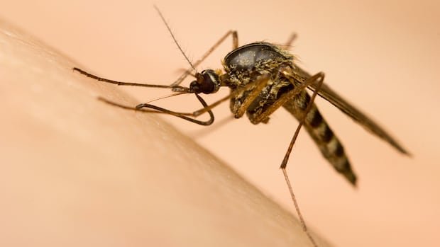 “Alberta’s Mosquito Surge Sparks ER Visits”