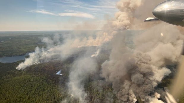 “McGill Study: Aspen Trees Act as Vital Fire Barriers”
