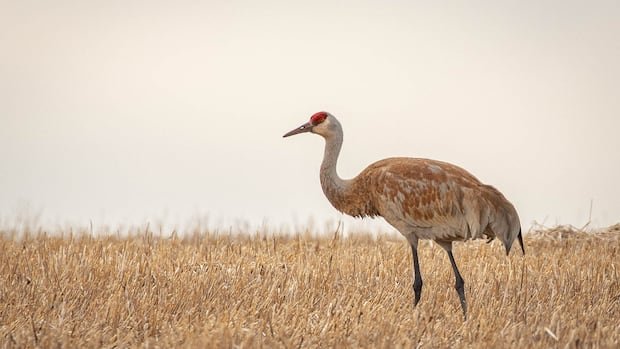 “Fed Gov Considers Allowing Sandhill Crane Hunting in Ontario”