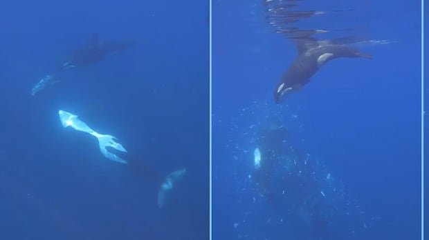 “Gulf of California Orcas Collaborate to Smash Sunfish”