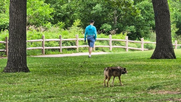 “Debate Erupts Over Toronto’s Coyote Control Strategy”