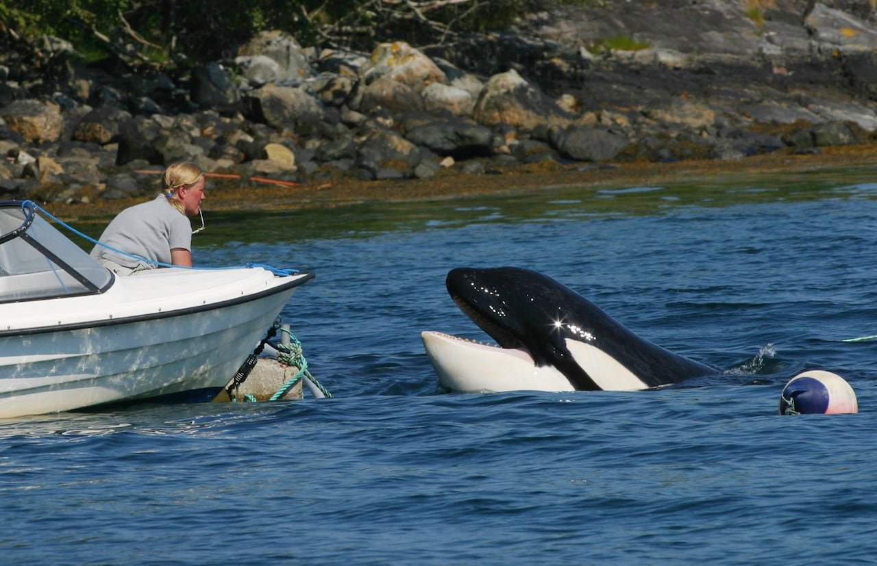 default-576 Woman on boat looks at whale in bay of water