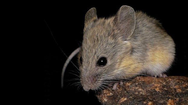 “Highland Mice Defy Odds on Andean Volcano”