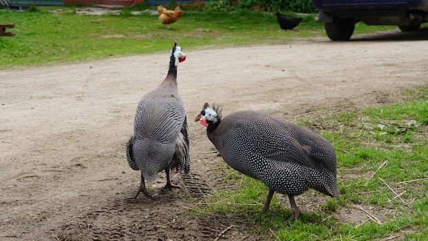 “Nova Scotia Residents Turn to Guinea Fowl for Tick Control”