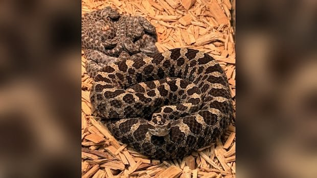 “Gordo the Rattlesnake Leaves Genetic Legacy”