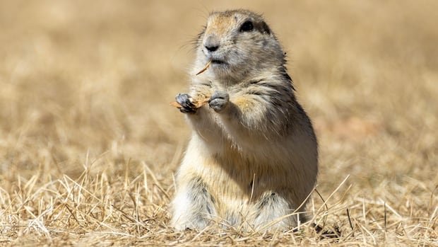 “Alberta and Saskatchewan farmers face challenges as strychnine use window opens”