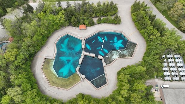 Marineland Threatens to Euthanize 30 Whales if U.S. Transfer Blocked