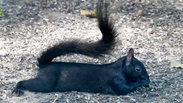 “Montreal’s Squirrel Man: Pedaling Through Parks to Study Evolution”
