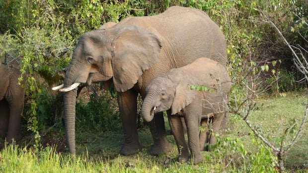 Kenyan Elephants Exhibit Medicinal Plant Use