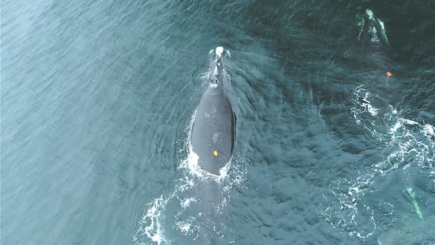 “Endangered North Atlantic Right Whales Vulnerable to Boat Collisions”