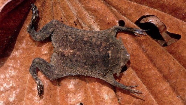 “Surinam Toad ‘Sees’ with Fingertips, Study Reveals”